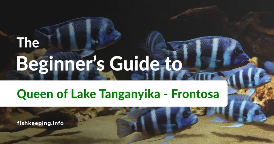 Cyphotilapia frontosa Guide