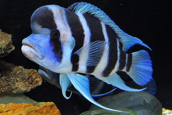 Frontosa