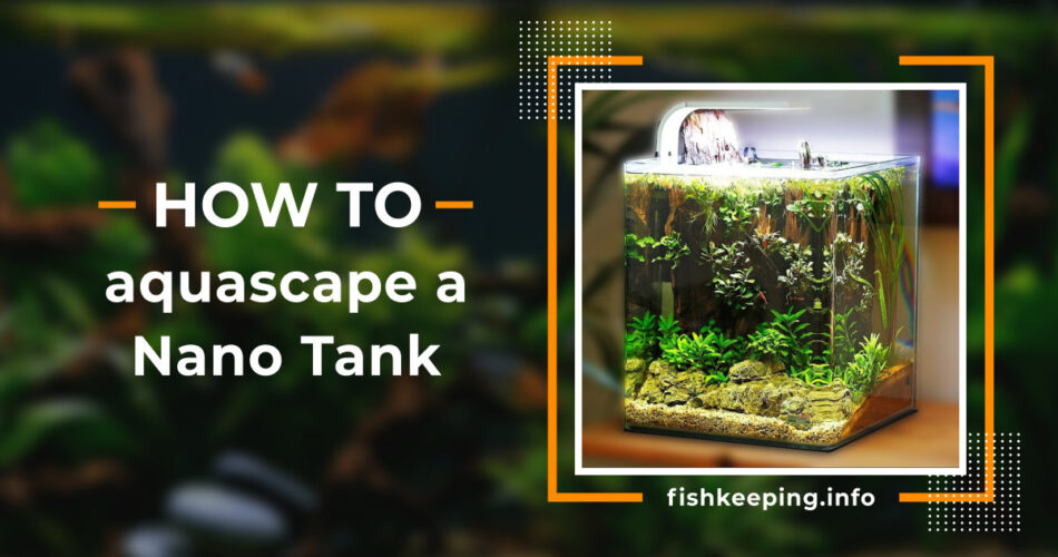 Nano Tank aquascape