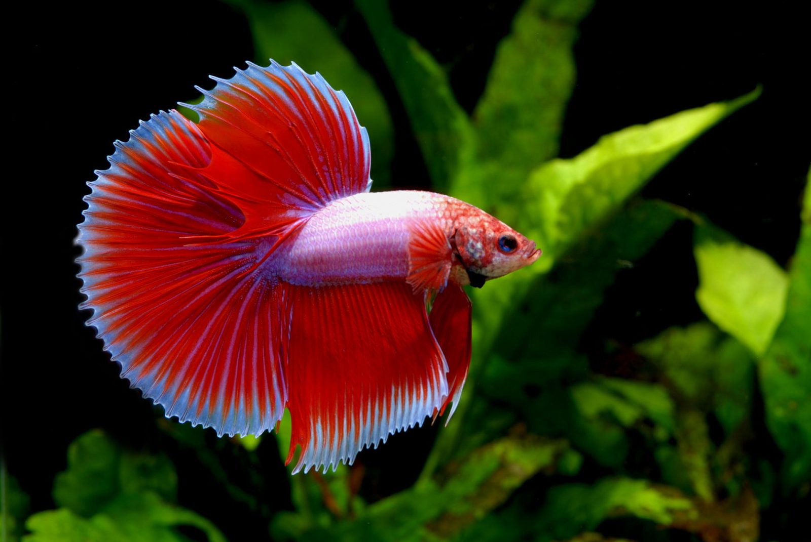 Simens Fish Must-know facts about Siamese fighting fish - Fishkeeping.info