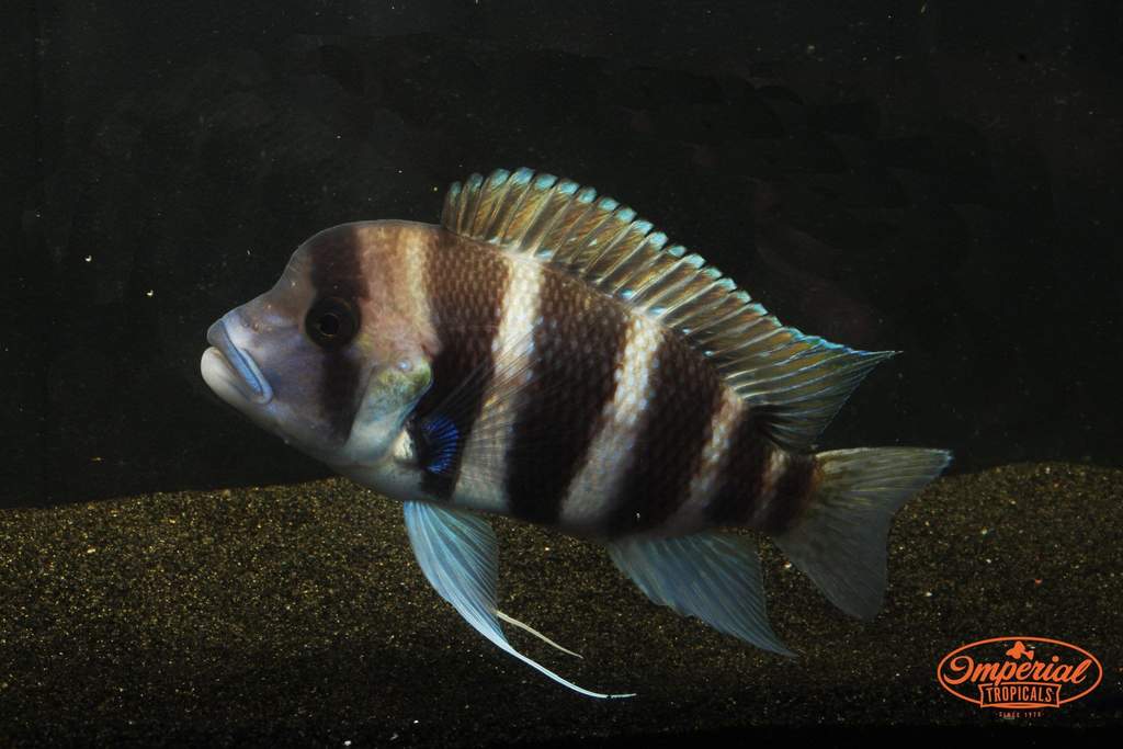 Frontosa Fishes