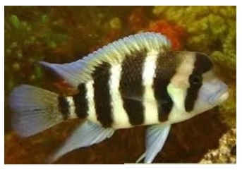 Frontosa Fishes adult fish