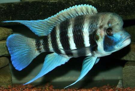 Frontosa Fishes guide