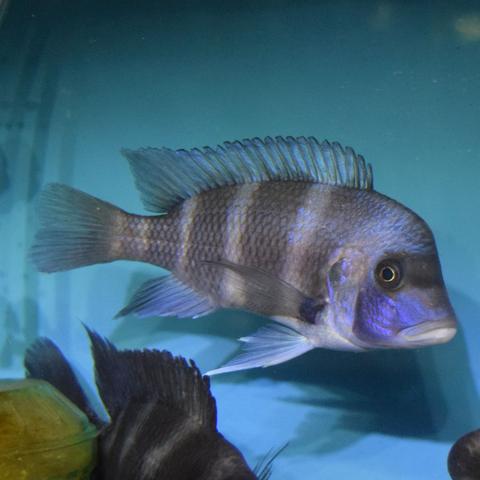 Frontosa Fishes fish tank