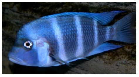 wild Frontosa Fishes guide