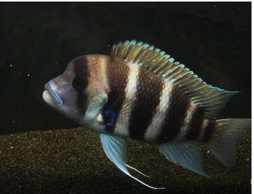 wild Cyphotilapia frontosa