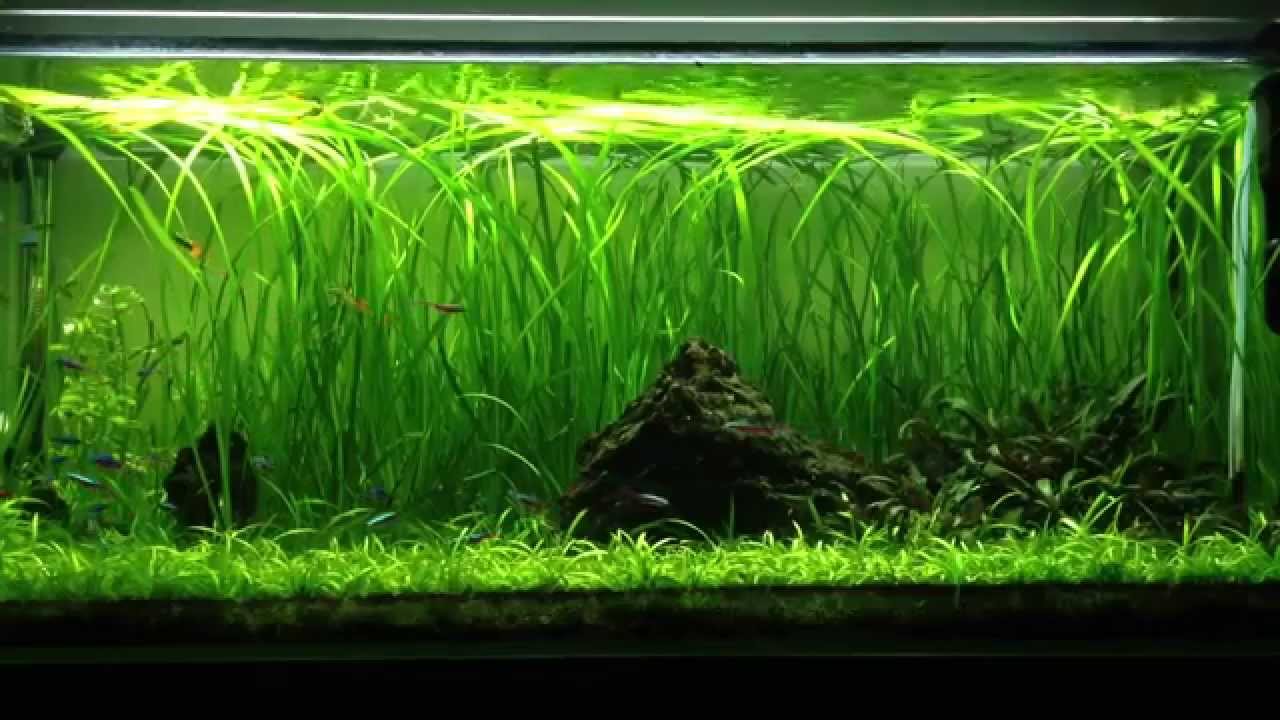 Vallisneria based Aquascape