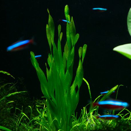 Bunch of Vallisneria