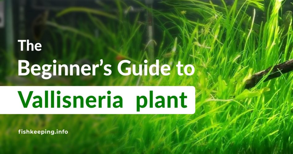 Vallisneria Plant Beginners Guide