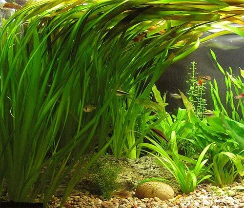 Vallisneria in a aquarium