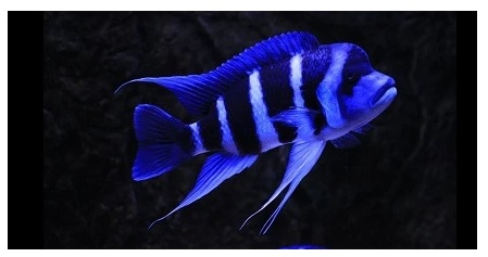 Cyphotilapia frontosa blue