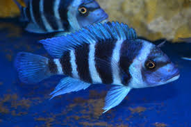 Cyphotilapia frontosa pair
