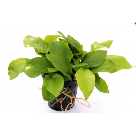 Anubias
