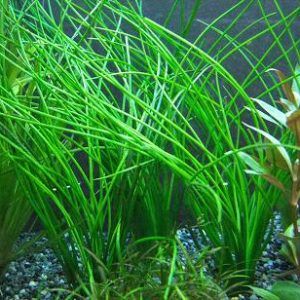 vallisneria-nana