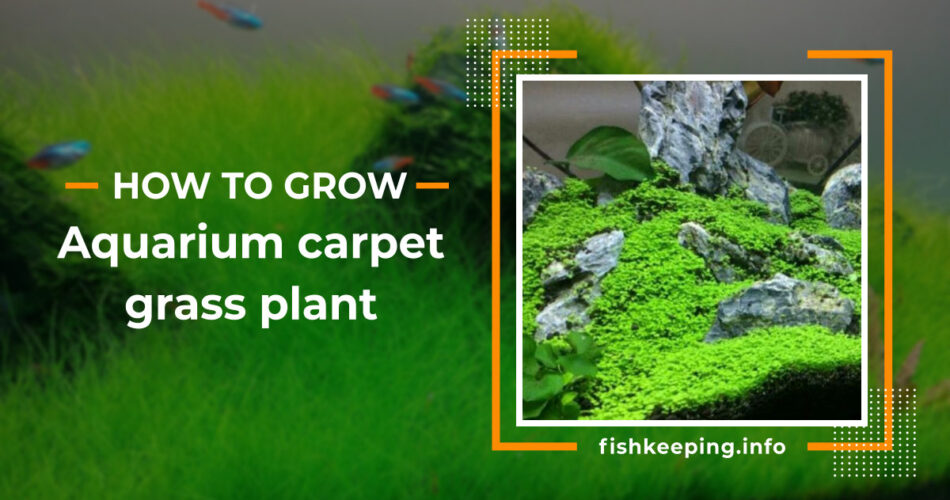 aquarium carpet grass guide