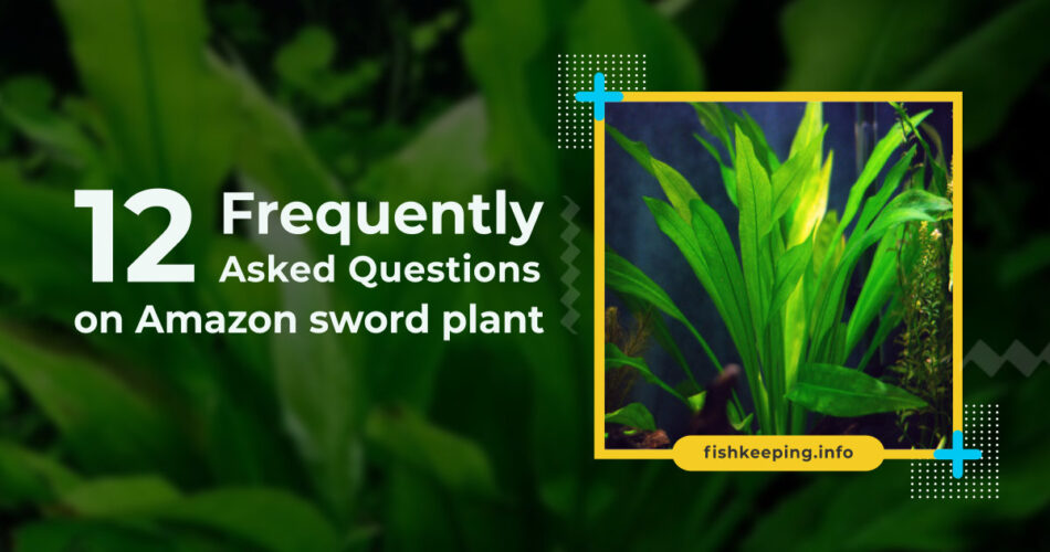 Amazon sword plant faq