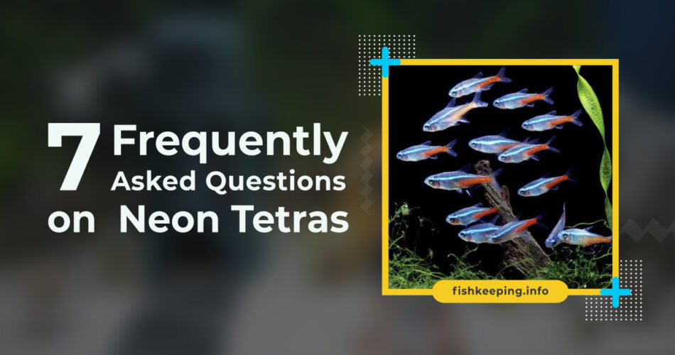 neon tetras faq
