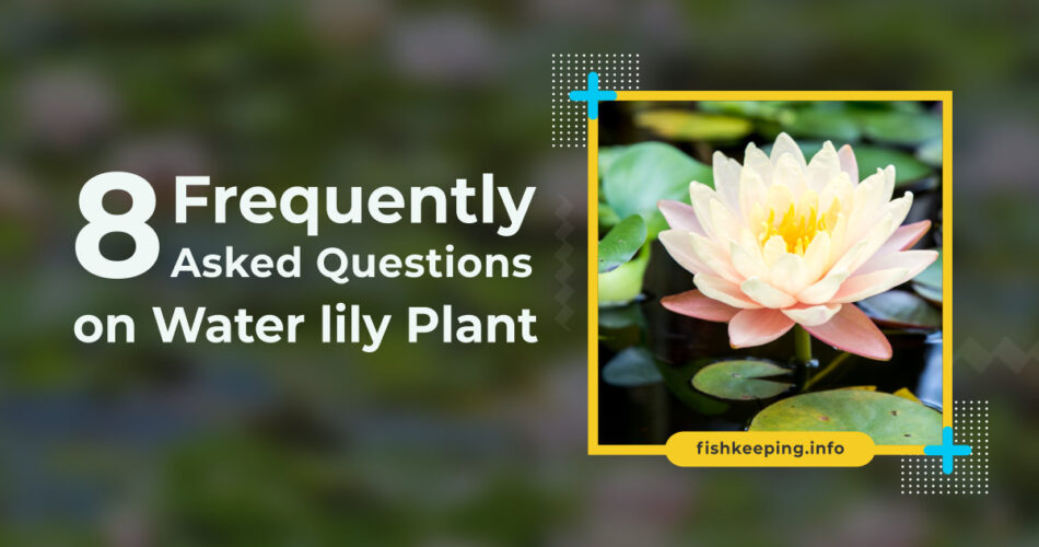 Water lily faq