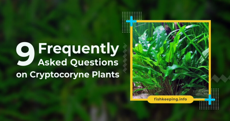cryptocoryne or crypt plants