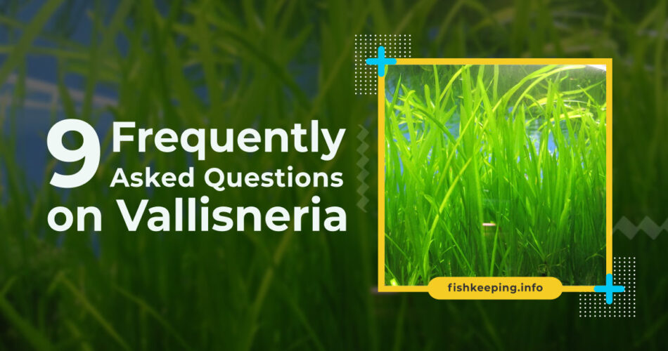 Vallisneria FAQ