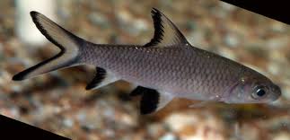 Bala Shark fish tank fish
