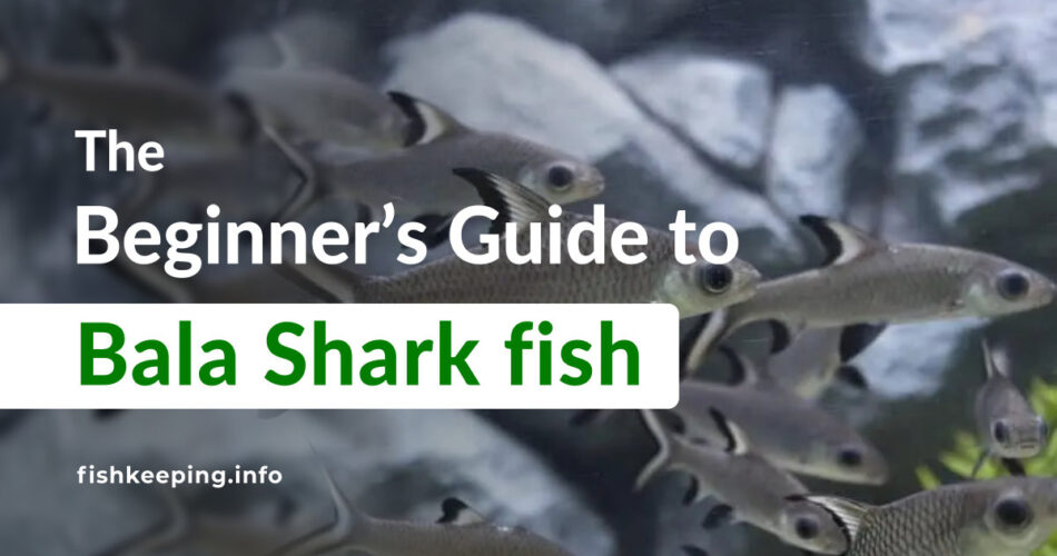Bala Shark fish guide