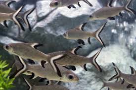 Bala Shark in group