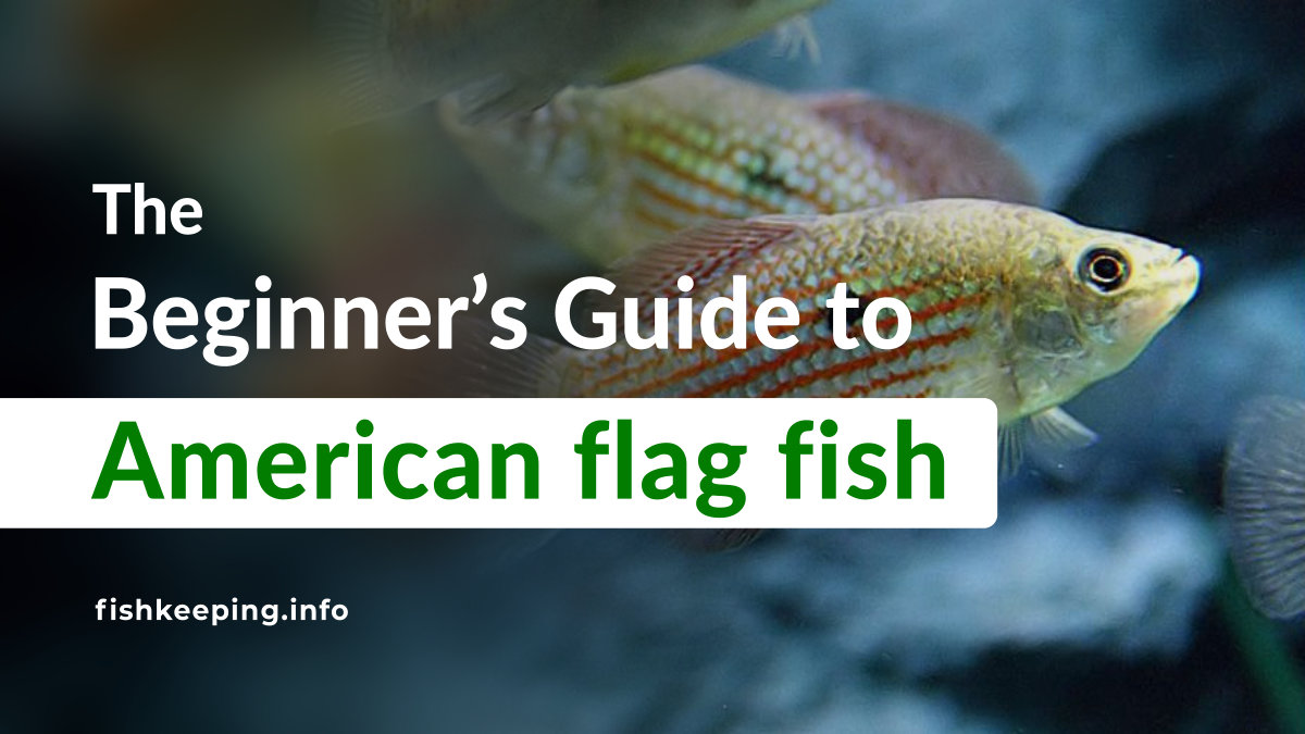 Red Flag Fish Must-know facts about American flag fish - Fishkeeping.info