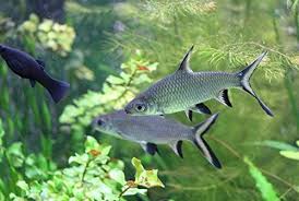 Bala silver Shark fish