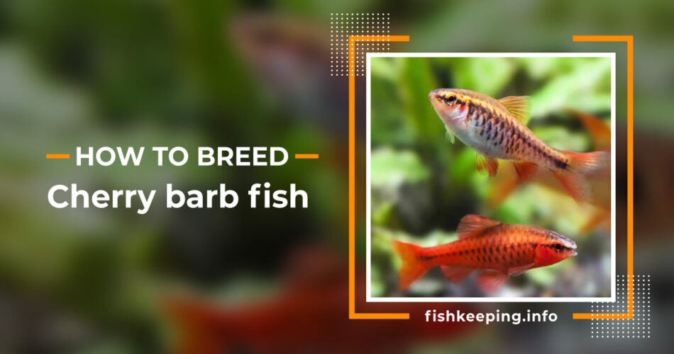 cherry barb fish guide
