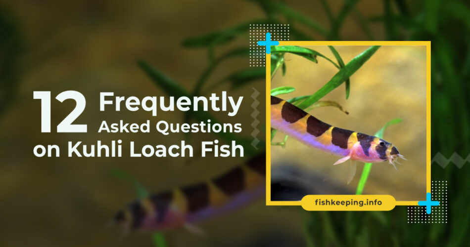 Kuhli Loach fish faq