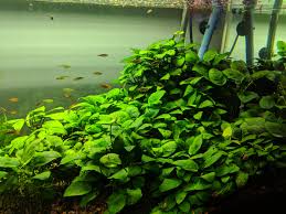 Anubias Nana Carpet