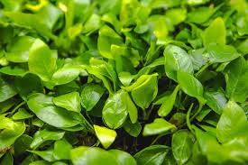 Dwarf Anubias in fish tank