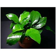 Anubias Nana Africa