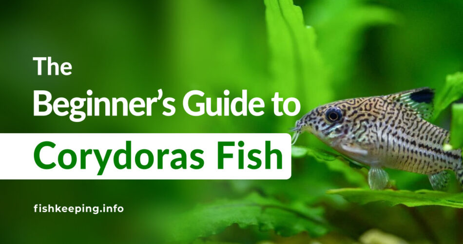 Corydoras Friendly fish