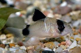 panda Corydoras 