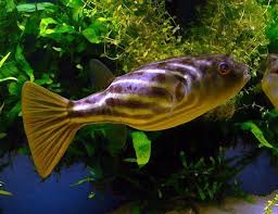Puffer Fish in planted aquarium 