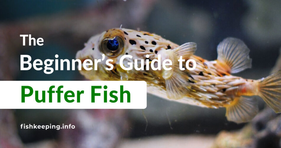 Puffer Fish guide