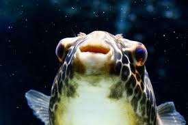 Puffer Fish closeup