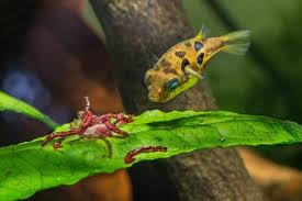 Puffer Fish & shrimp