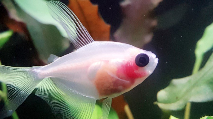 petticoat skirt tetra fish tank