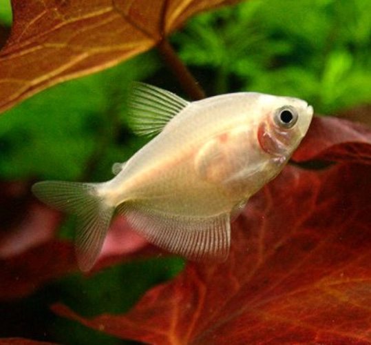 petticoat white skirt tetra aquarium