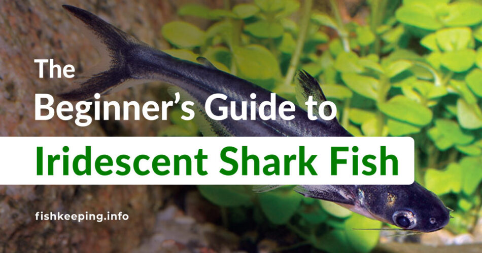 Iridescent Shark Fish Beginners guide