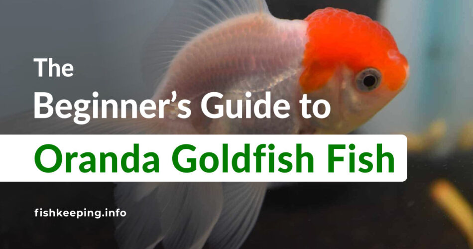 red cape goldfish guide