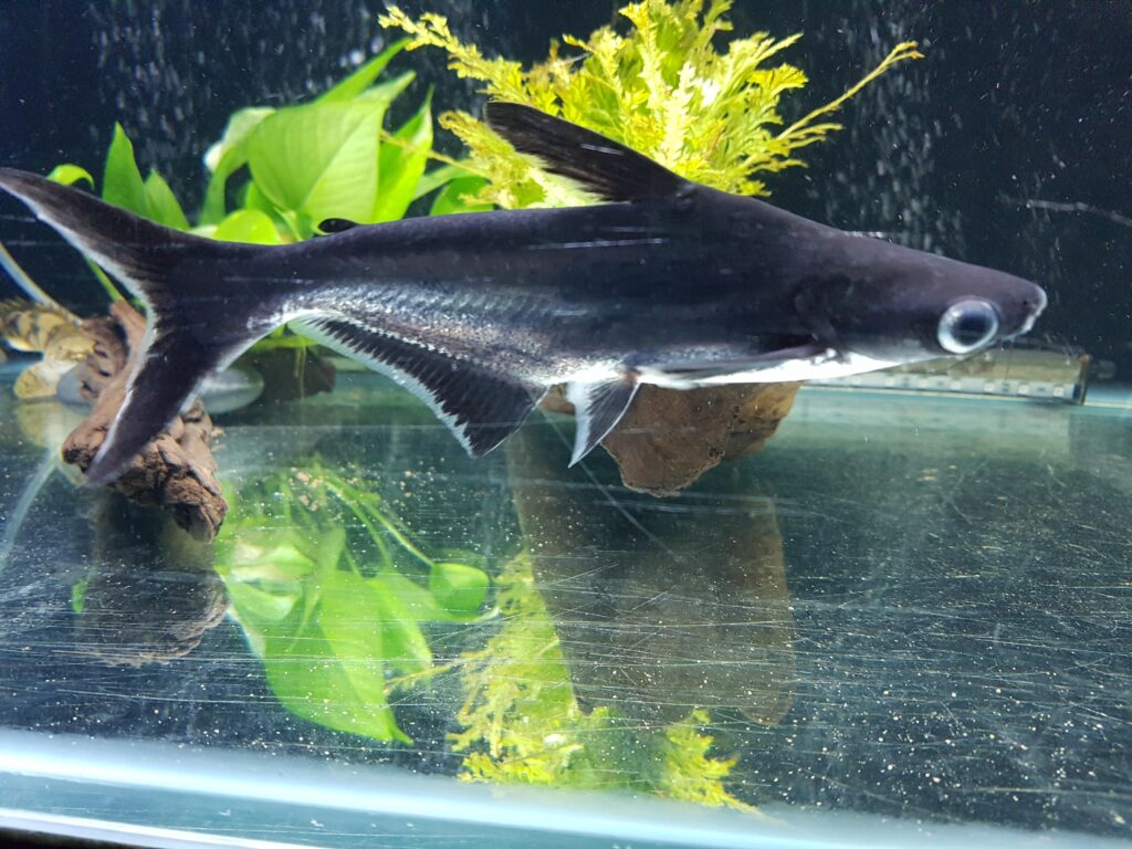 Iridescent Shark Fish in fish tank