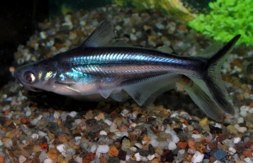 Iridescent Shark Fish in glass tank