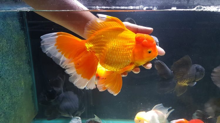 Oranda Goldfish fish tank