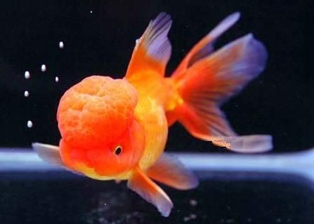 Oranda Goldfish adultt
