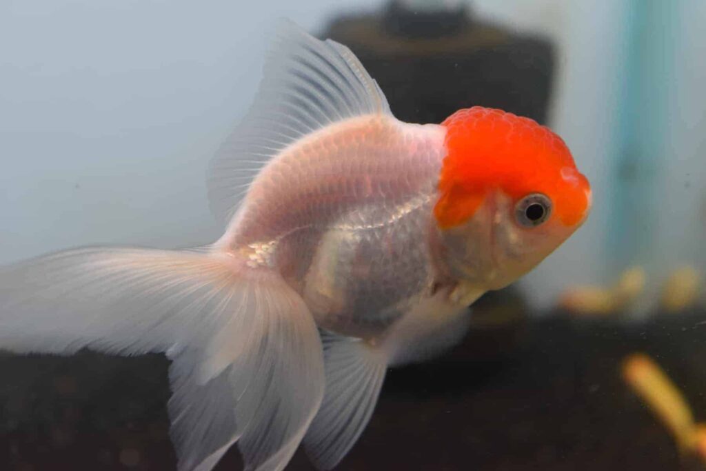 Oranda Goldfish red cap