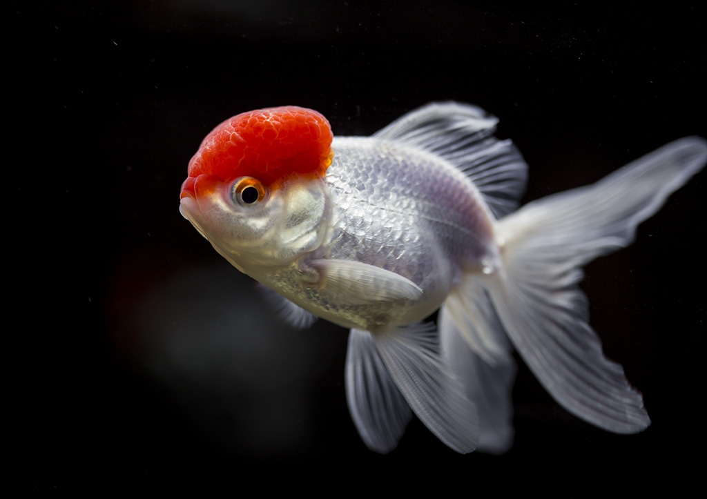 Oranda Goldfish photoshoot